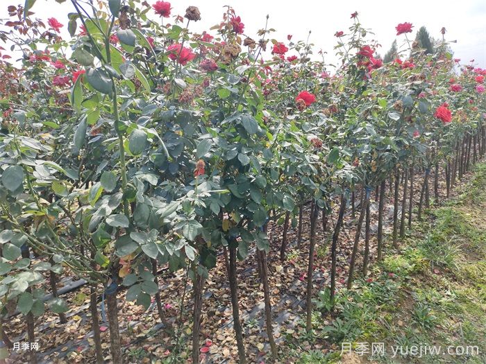 月季树的特点、习性、养护和管理(图1)