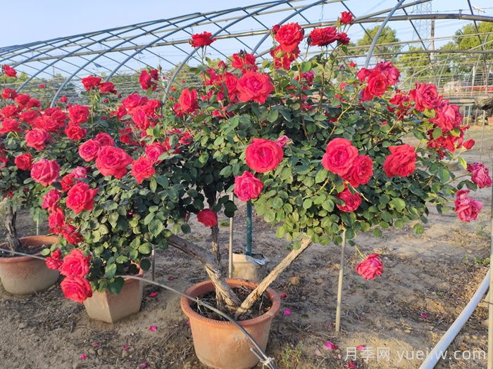 月季树的特点、习性、养护和管理(图2)