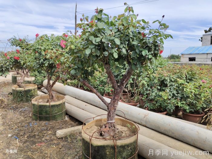盆景树状月季的养护管理办法(图2) 盆景树状月季的养护管理办法(图2)