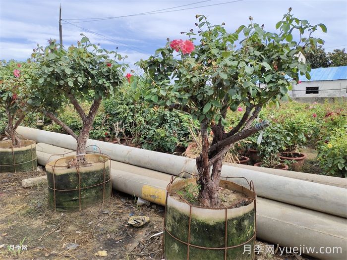 盆景月季/盆景树状月季(图3)