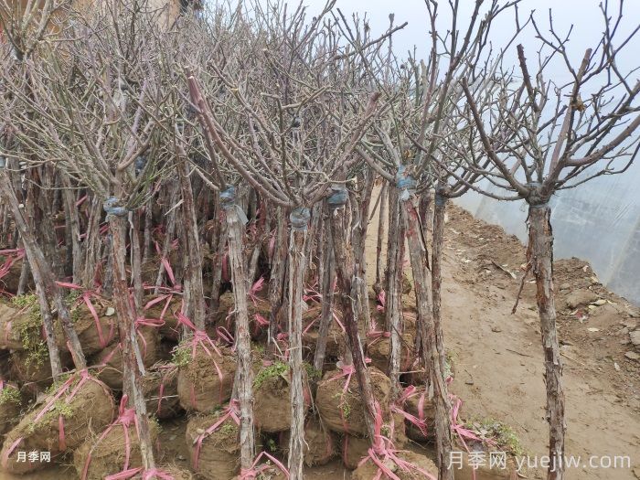 树状月季花能耐零下多少度低温？(图1)