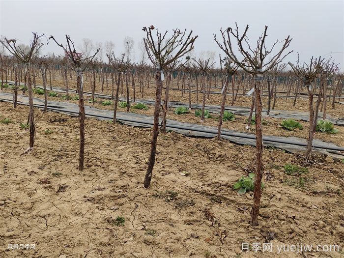 树状月季花能耐零下多少度低温？(图2)