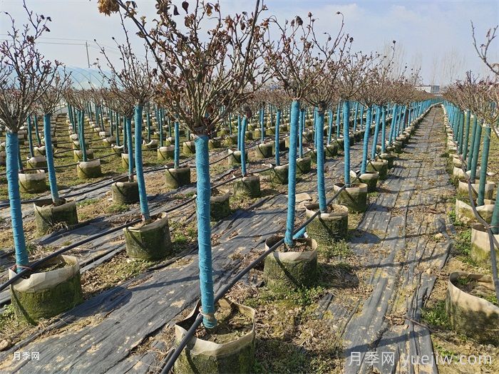 月季树春季该如何养护管理？(图2)