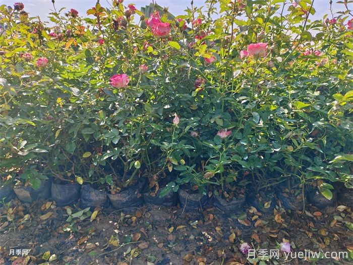 月季花的浇水方法(图2)