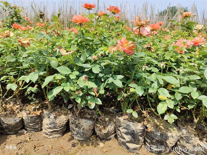 夏天月季一天浇几次水?(图1) 夏天月季一天浇几次水?(图1)