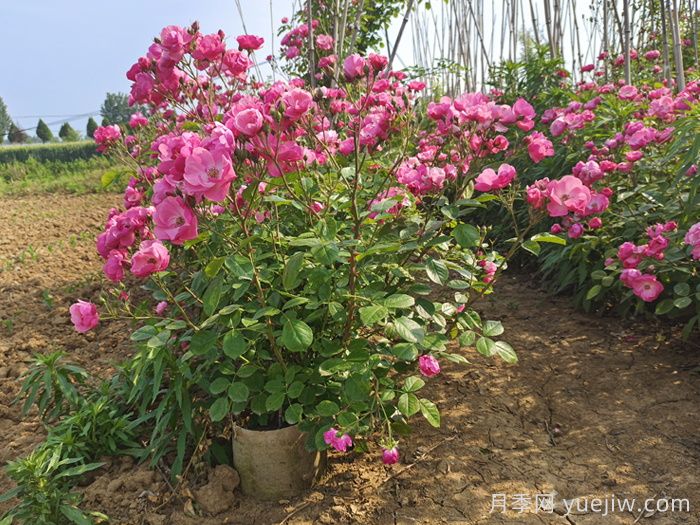 月季花多久浇一次水最合适？(图1)