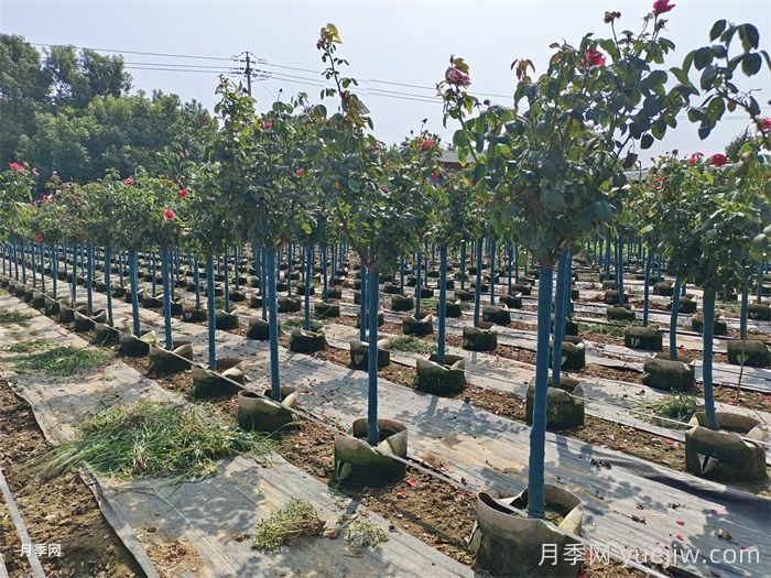月季树移栽浇水方法(图2) 月季树移栽浇水方法(图2)