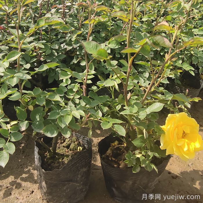 月季春季浇水频率(图1)