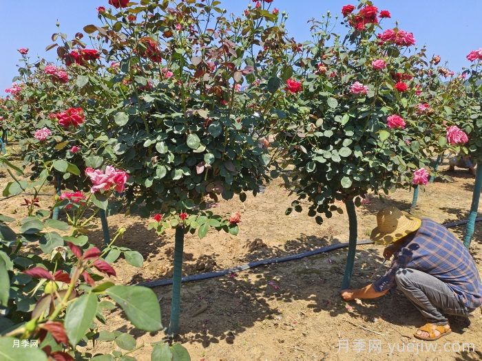 是谁在决定什么样的月季好卖?(图3) 是谁在决定什么样的月季好卖?(图3)