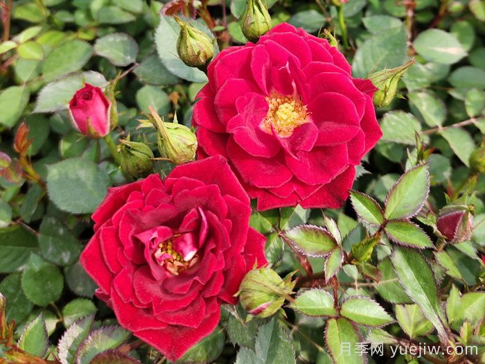 月季花有多少品种?(图1) 月季花有多少品种?(图1)