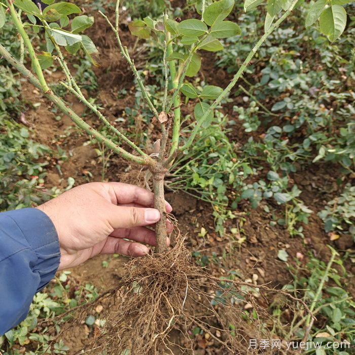 山东潍坊青州市的月季批发基地价格(图3) 山东潍坊青州市的月季批发基地价格(图3)