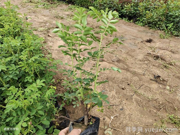 四季玫瑰盆栽苗特点和批发价格(图3)