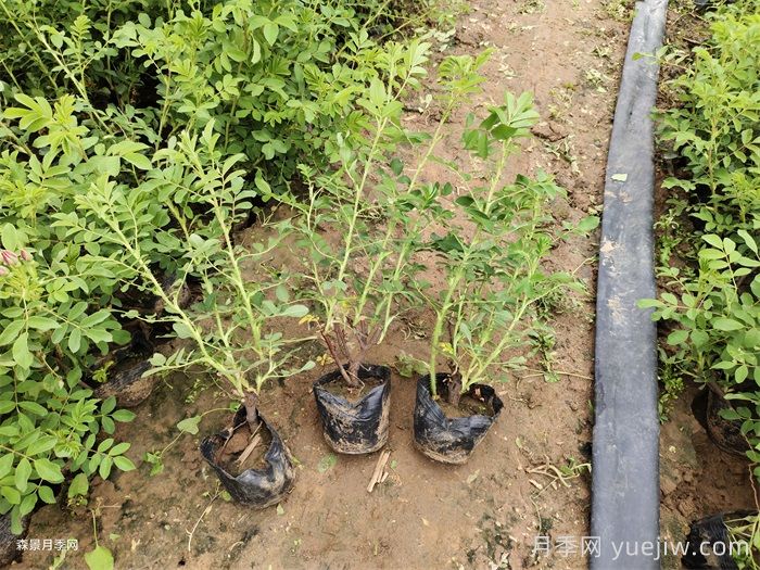 四季玫瑰与月季的差异解析及价格参考(图3)