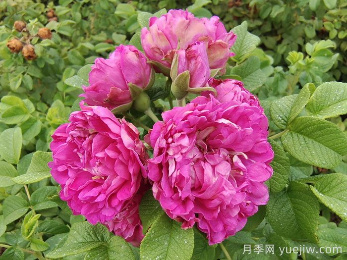 四季玫瑰与月季的差异解析及价格参考(图1)