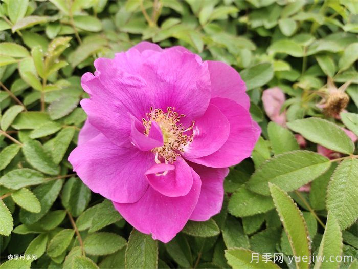 四季玫瑰花多少钱一盆？(图1)