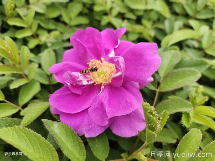 喝四季玫瑰花茶的好处和功效(图1) 喝四季玫瑰花茶的好处和功效(图1)