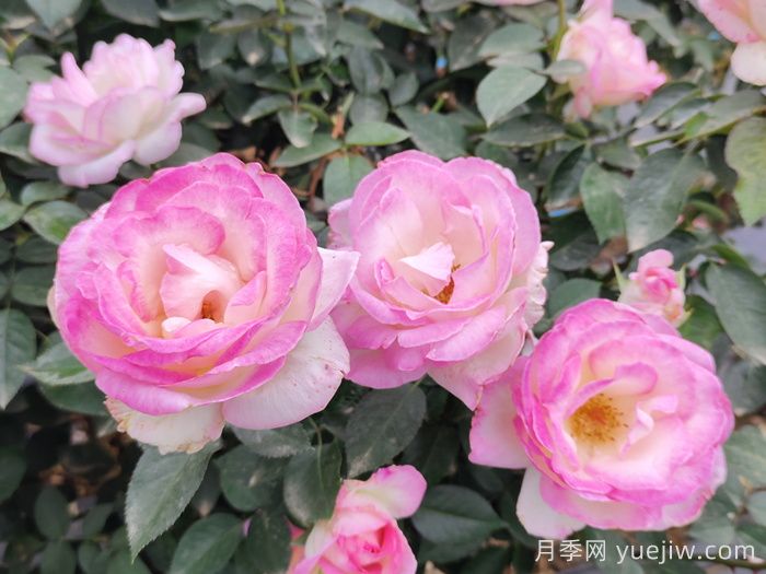 月季黑斑病用什么药​​？(图2)