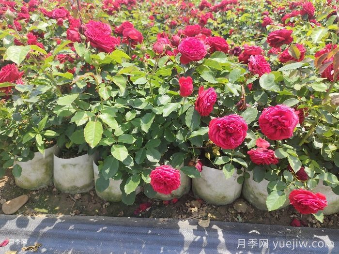 月季苗什么季节种植最好?春秋季种月季注意点(图1) 月季苗什么季节种植最好?春秋季种月季注意点(图1)