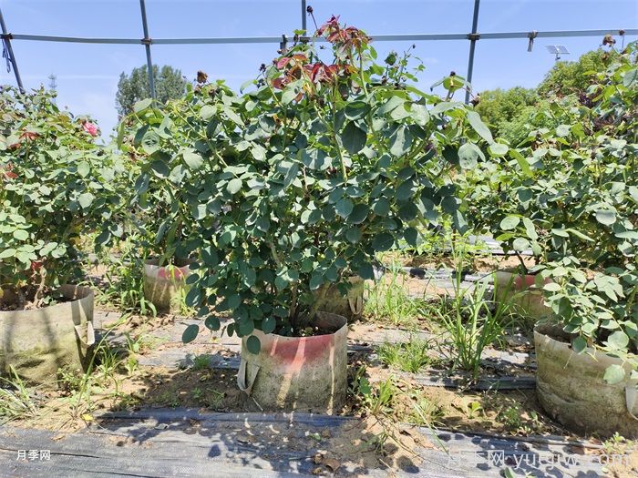 月季苗什么季节种植最好?春秋季种月季注意点(图2) 月季苗什么季节种植最好?春秋季种月季注意点(图2)