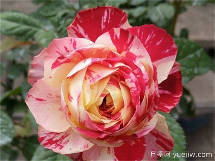 推荐6款条纹月季品种，别致美丽吸引眼球(图2)