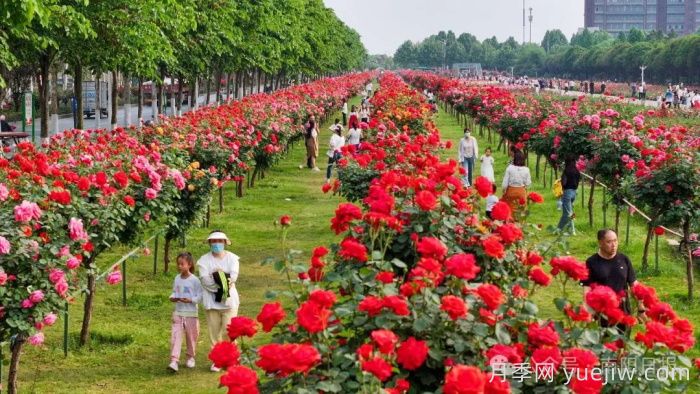 第三届世界月季博览会，南阳宝藏月季花打卡点(图2)
