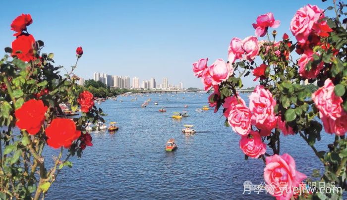 第三届世界月季博览会，南阳宝藏月季花打卡点(图3)