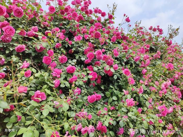 月季从小苗到爬墙要多久？(图1)