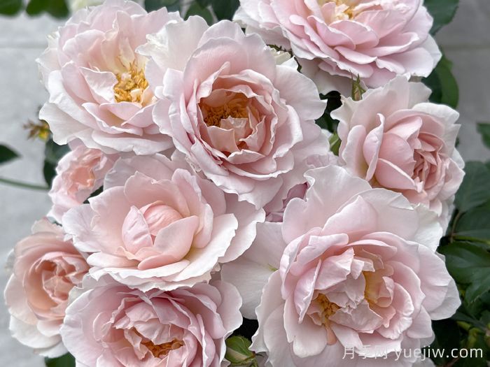 五十弦月季的特性和来源(图1)