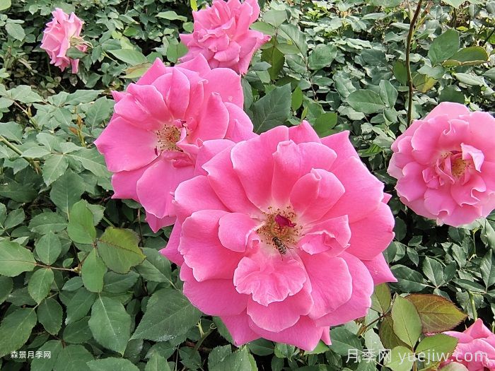 月季开花期，停肥是什么操作？(图1)