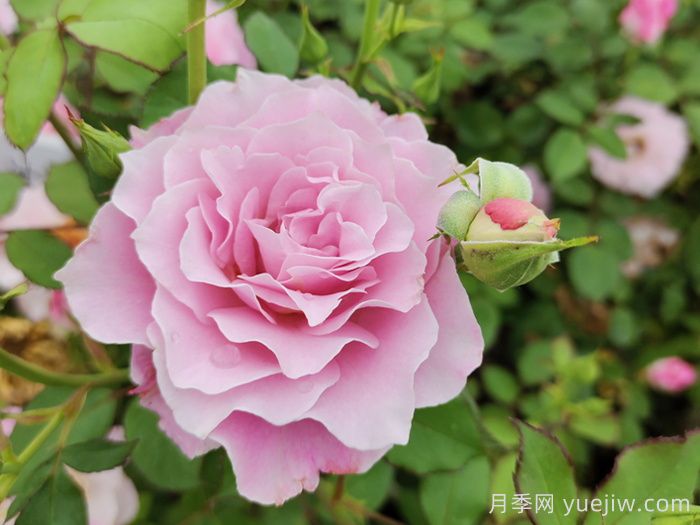 月季花不对版是什么意思？(图1)