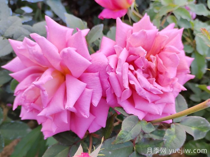 月季花开得丑是不对版吗​？(图1)