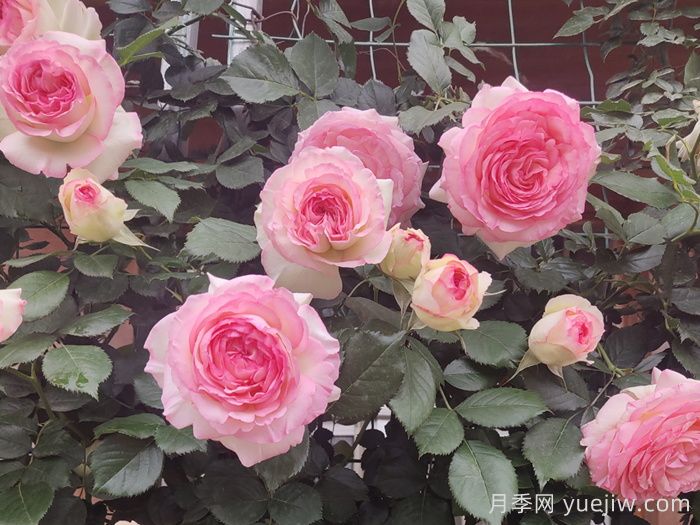 龙沙宝石，最受欢迎的粉色藤本月季，无法抗拒的魅力(图3)
