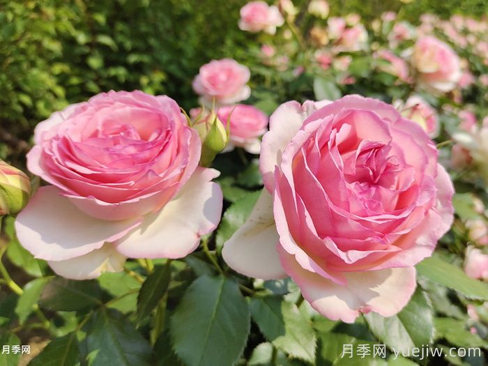 龙沙宝石月季一年开一次,却是藤本之王(图1) 龙沙宝石月季一年开一次,却是藤本之王(图1)