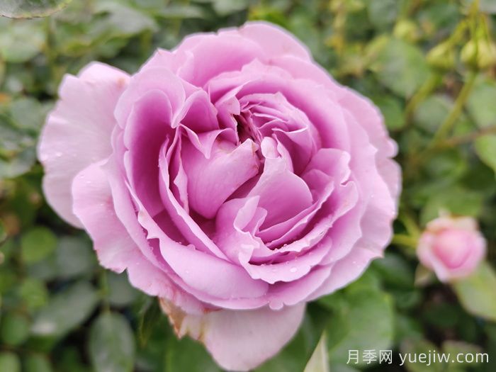 推荐5种蓝色网红月季，花量大花期长(图1)