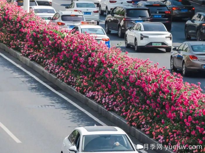 武汉:万一有人想在绿化带办婚礼呢(图1) 武汉月季全城开,万一有人想在绿化带办婚礼呢?(图1)