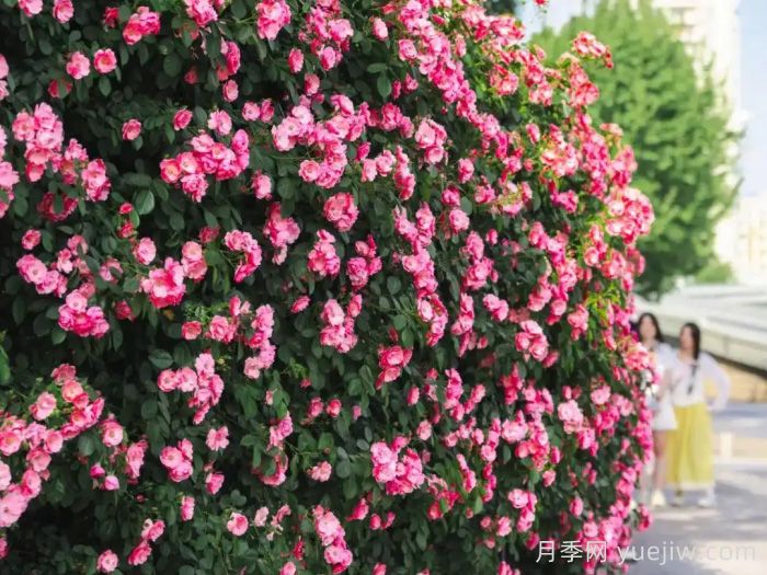 武汉:万一有人想在绿化带办婚礼呢(图2) 武汉月季全城开,万一有人想在绿化带办婚礼呢?(图2)