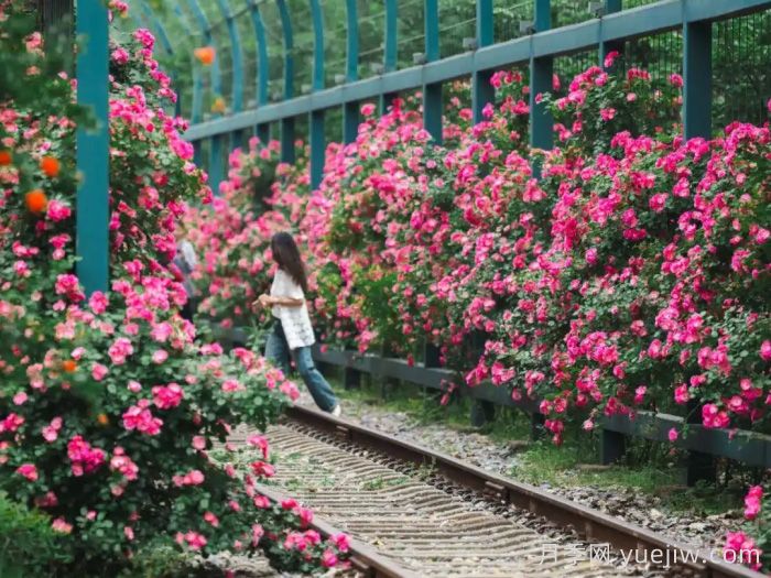武汉:万一有人想在绿化带办婚礼呢(图3) 武汉月季全城开,万一有人想在绿化带办婚礼呢?(图3)