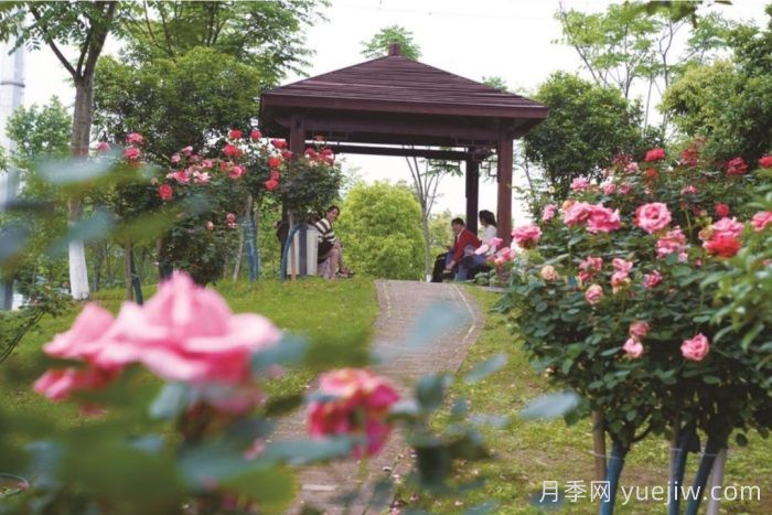 湖南宁乡：万株月季齐绽放，扮靓城市生态新风景(图3)