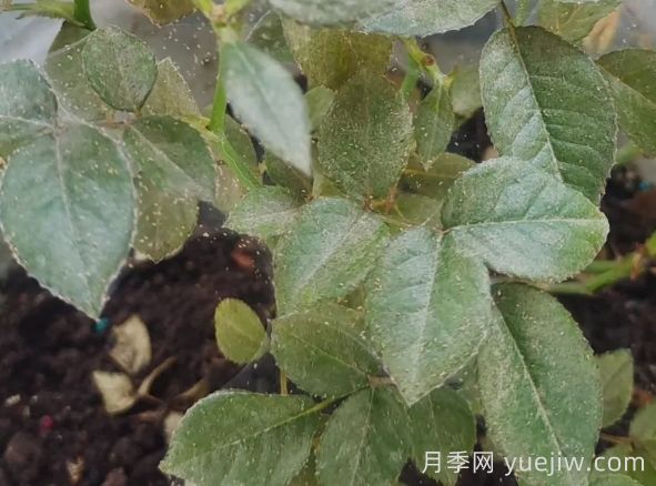 月季又有红蜘蛛了，该怎么处理？(图1)