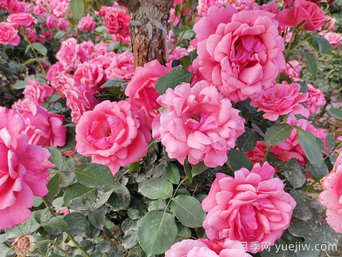 玫瑰、月季、蔷薇怎么区分？你认识真正的月季花吗？(图2)