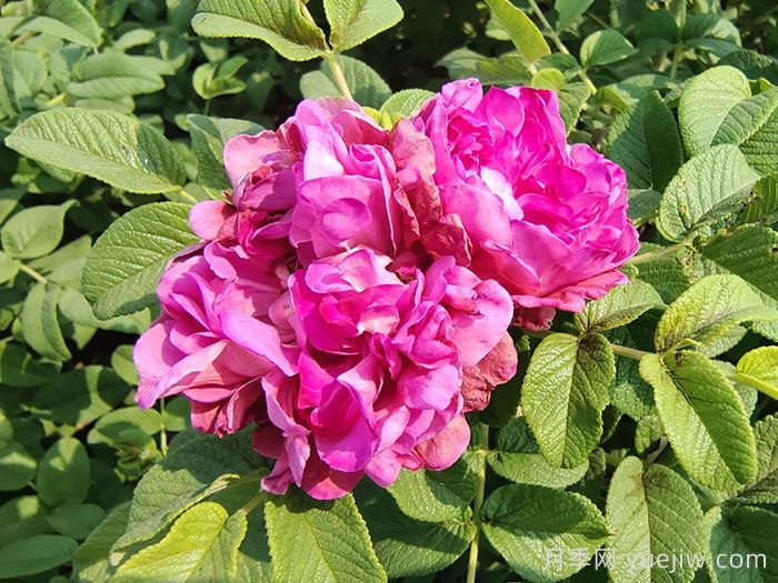 玫瑰、月季、蔷薇怎么区分？你认识真正的月季花吗？(图3)