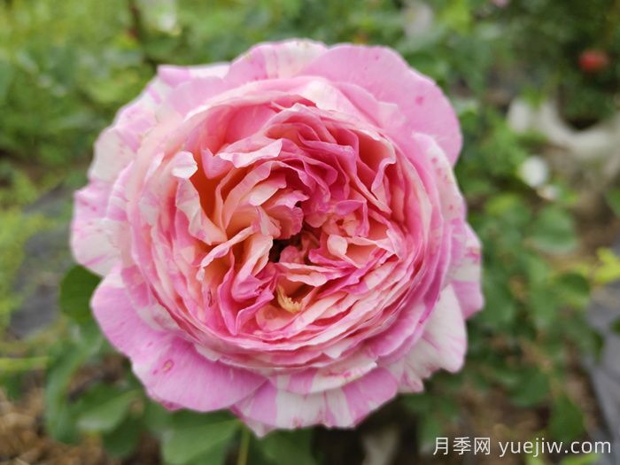 推荐十大经典灌木月季品种(图2) 推荐十大经典灌木月季品种(图2)