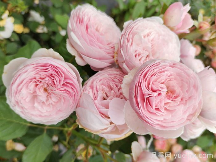 推荐十大经典灌木月季品种(图3) 推荐十大经典灌木月季品种(图3)