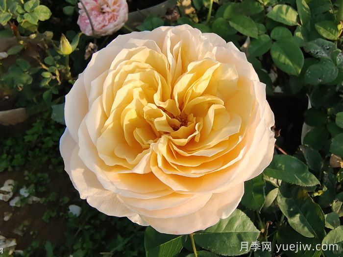 朱丽叶月季的花朵表现怎么样？(图1)