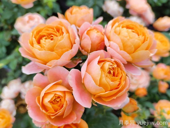 8种高颜值又好养的月季花，唯美惊艳(图5)