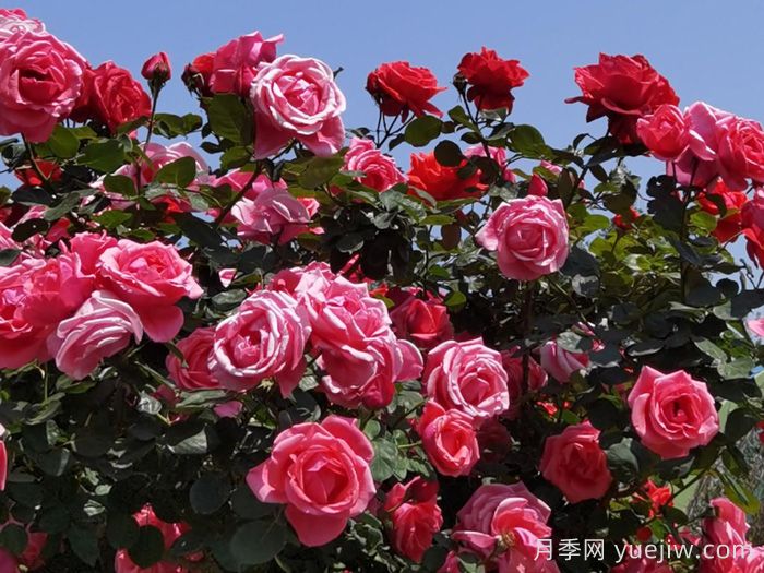 凉山西昌：春日浪漫，比碗口大的月季花你见过吗？(图1)