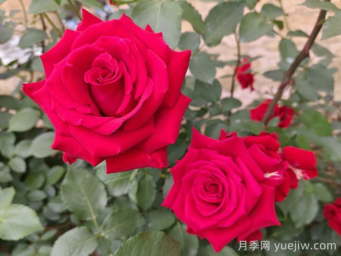 蔷薇、月季、玫瑰怎么区分？(图1)