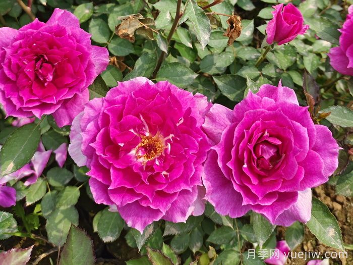 花期长且好养的月季有哪些？必备6个(图2)