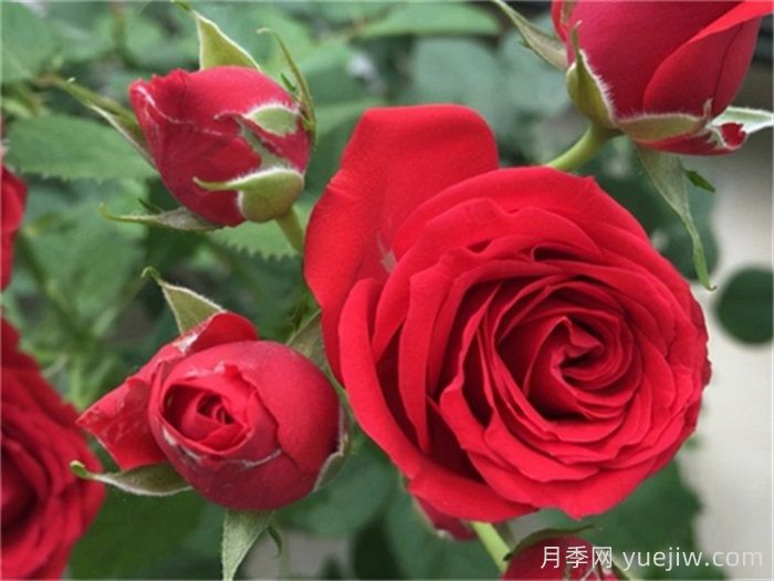 适合阳台养护的月季品种，附养护要点(图2)