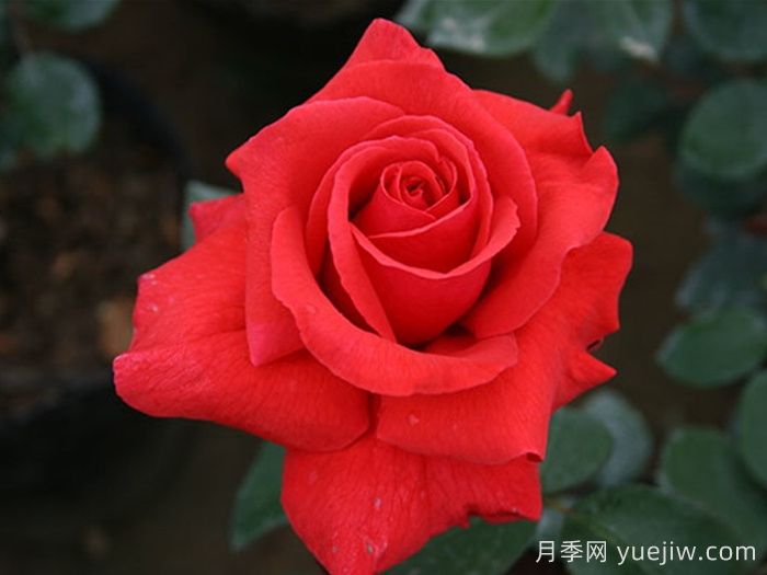 经典中国红！20种红色月季推荐(图4)